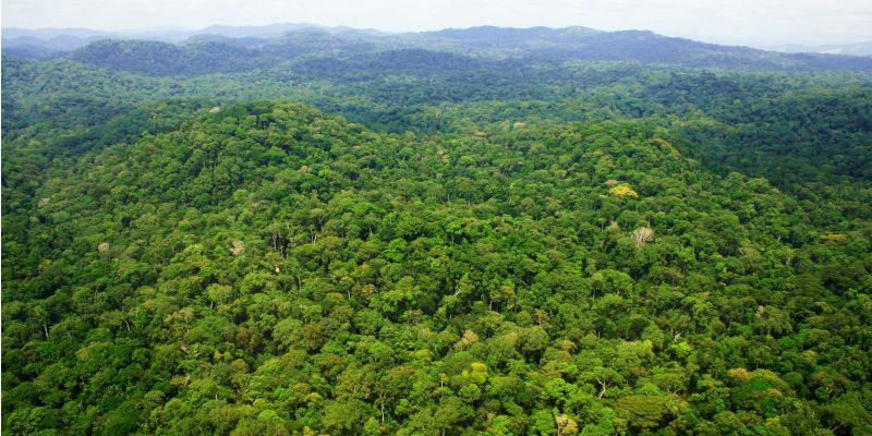 Aerial view of Ivindo National Park, central Gabon.