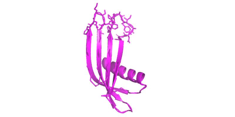 a computer simulation of the Actin Affimer,  which can identify the F-actin protein within cells. It is a wavy purple shape with prongs coming out of the top and a coil in the middle.