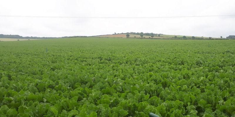 A green field with crops in it. Image credit: Professor David Beerling