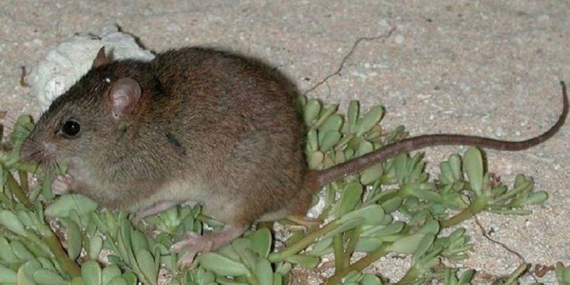 Bramble cay mosaic-tailed rat