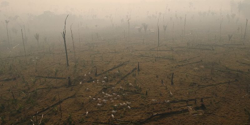 A barren landscape in the Amazon where trees have been cut down. Cows graze on the land.