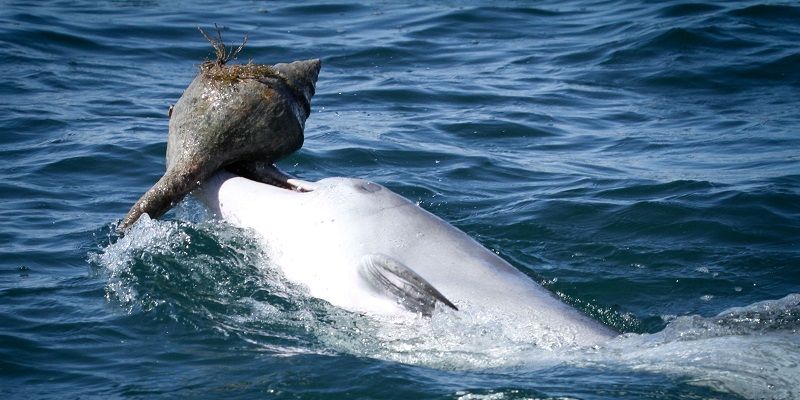 Shark Bay dolphin shelling
