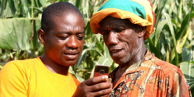 Two farmers look at a smartphone stood in a field with maize crops behind them on a sunny day
