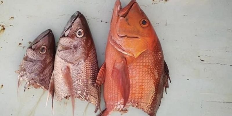 Three caught fish that were subject to shark attack