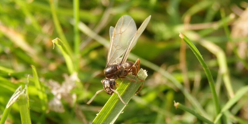 A flying ant, perched on a blade of grass.