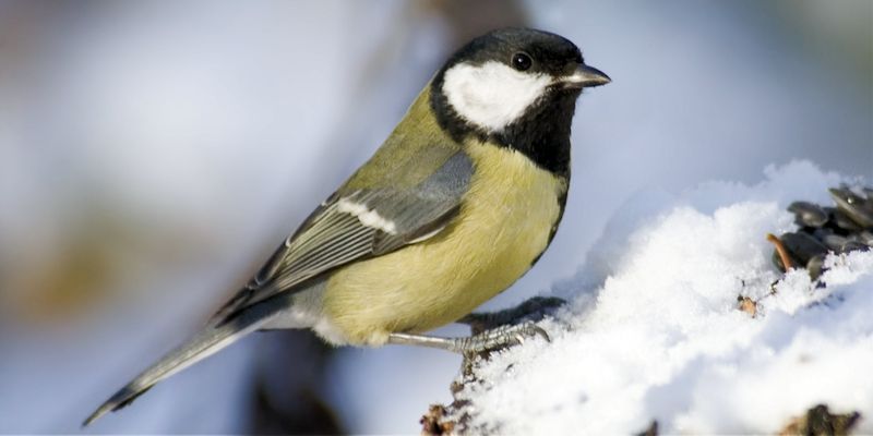 A great tit perches on a snowy branch