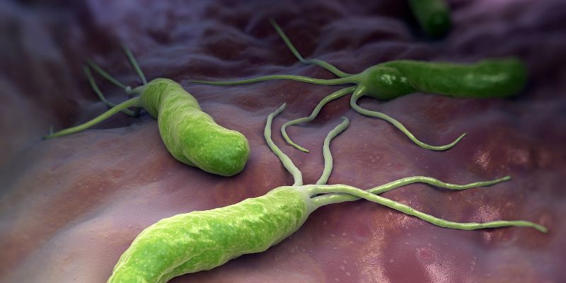Helicobacter pylori, a bacterial pathogen carried by 4.4 billion people worldwide
