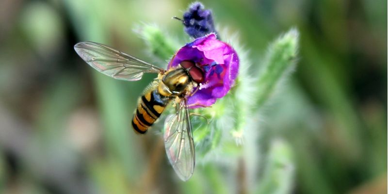Hoverfly Chris hassall