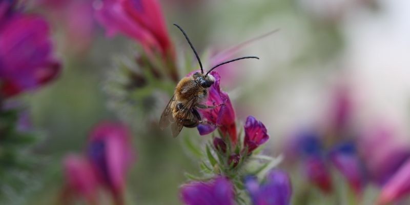 A solitary bee feeds from a bright pink flower