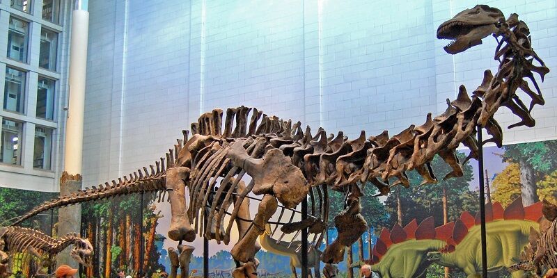 Mounted skeleton of Apatosaurus louisae, Carnegie Museum