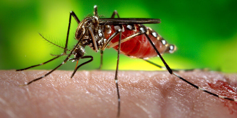 A close up image of a mosquito on the skin of a human