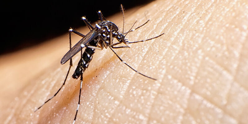 A close up of an aedes aegypti mosquito on human skin.