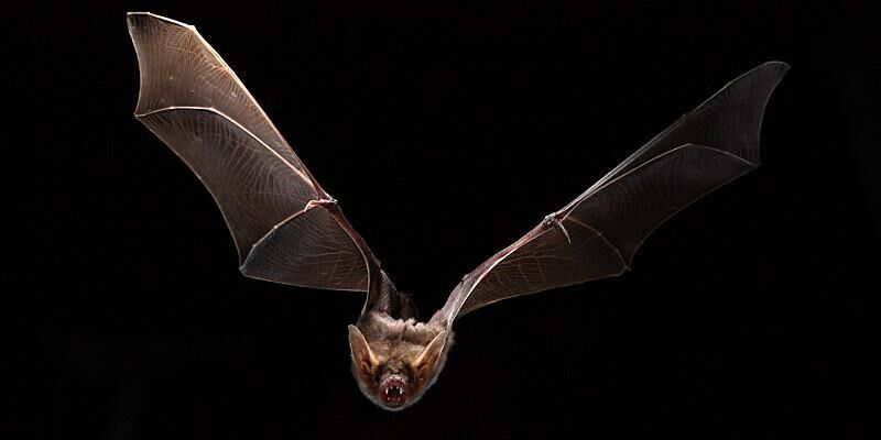 Myotis bat