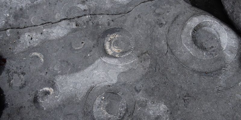 ammonite pavement bed