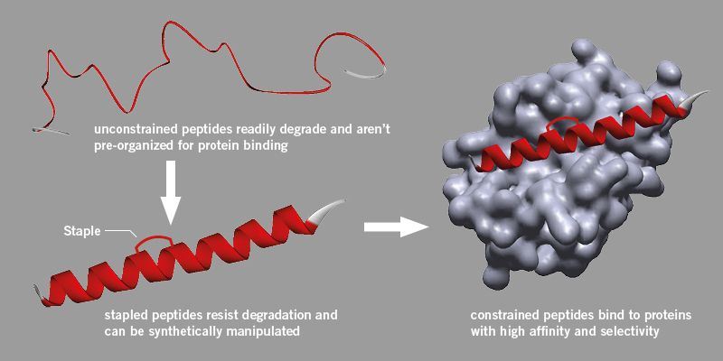 peptide stapling graphic