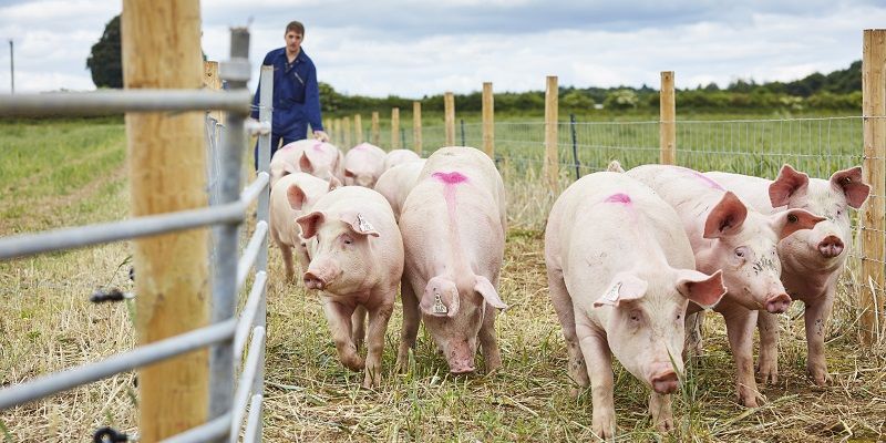 pigs walking through a farm gate in a field