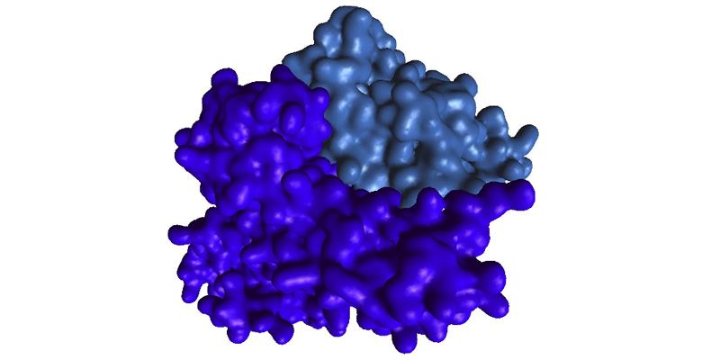 Protein-protein Interaction