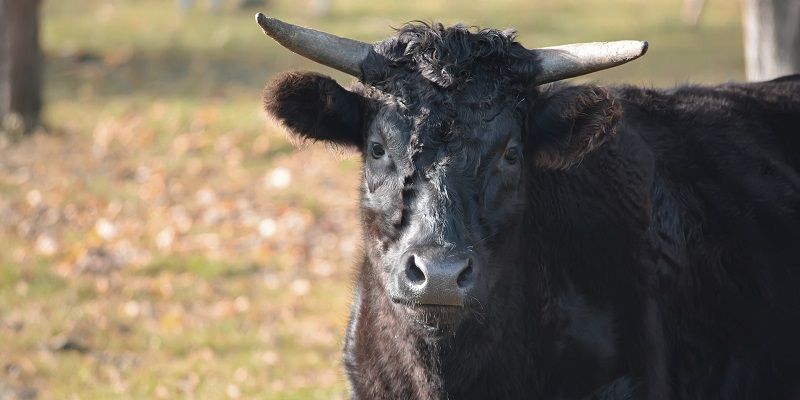 The image shows a bull looking straight at the camera