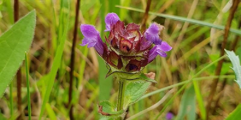 Selfheal in the Burren Nature Sanctuary. Co Galway, which was identified by the smartphone apps in the study. Credit - Karen L. Bacon