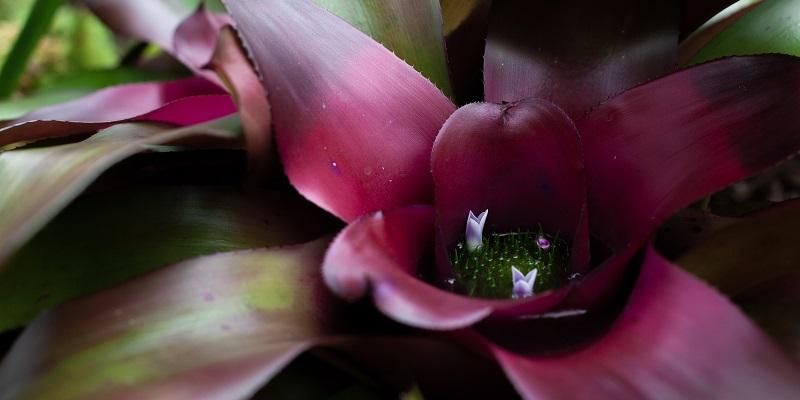 A close-up of a pink Bromeliad plant
