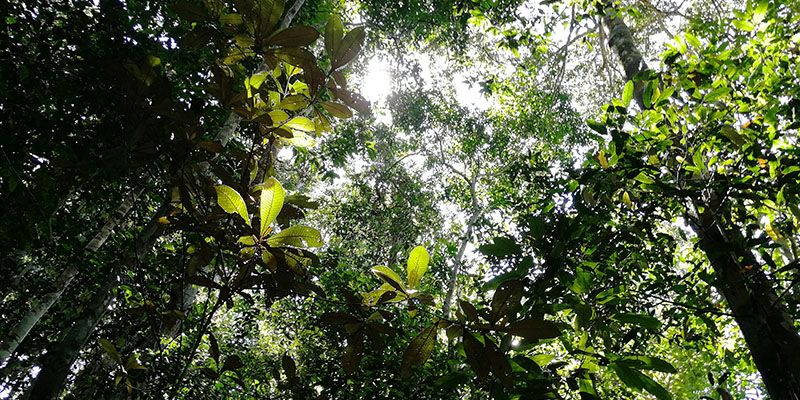 Light filtering through trees in the rainforest