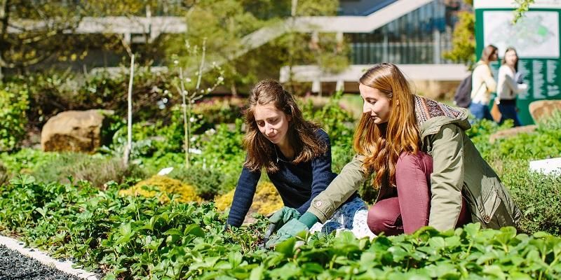 Students gardening in the sustainable garden