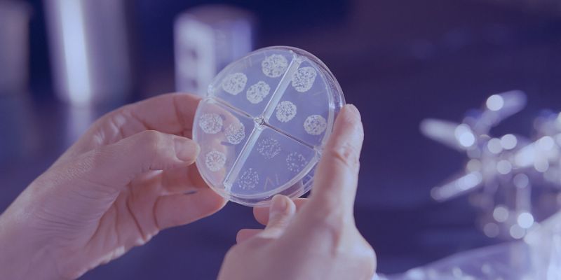 Hands holding a petri dish containing a Mycobacterium tuberculosis drug susceptibility test. 
Picture free to use via Unsplash.com/CDC