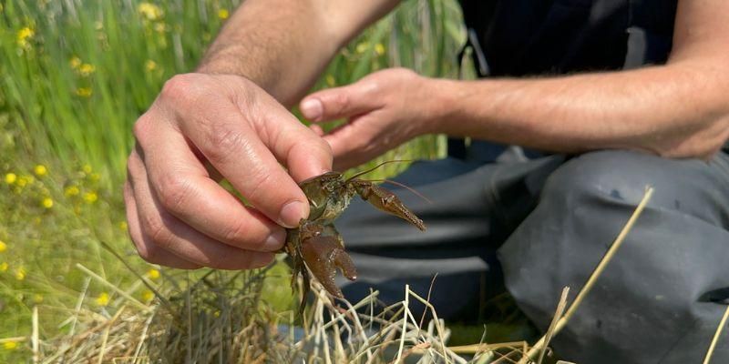 An Environment Agency worker holds a crayfish in a field.