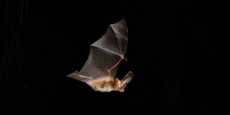 Plecotus auritus is the brown long-eared bat, a slow, low flying, woodland-adapted bat species - one of those most affected by roads.
Credit: Manuel Ruedi