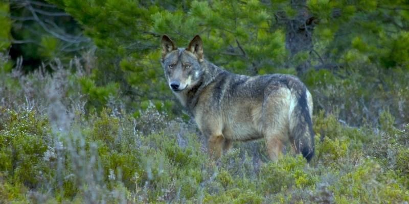 A grey coated wolf looks over its shoulder amongst some green scrub