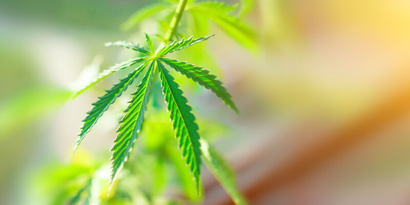 A close up of a cannabis leaf