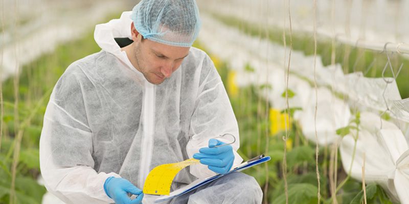 A researcher in lab clothing checking crops in a large growing facility