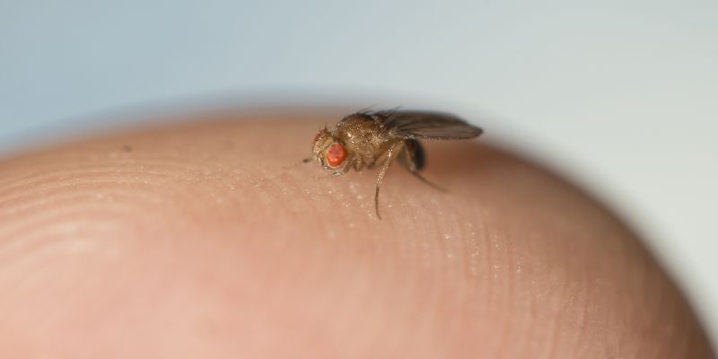 A fruit fly on a human fingertip