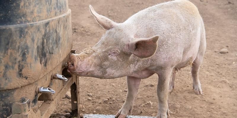 A pig using a feeding station.