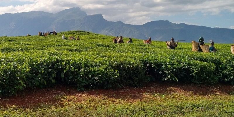 Tea farm workers in Malawi